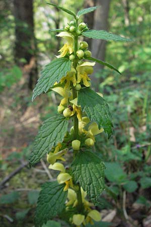 Lamium montanum \ Berg-Goldnessel / Mountain Yellow Archangel, D Staufen 28.4.2007
