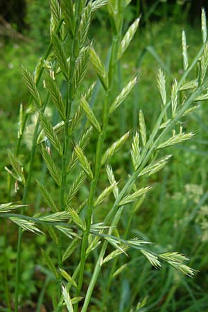 Lolium perenne \ Deutsches Weidelgras, Englisches Ray-Gras / Perennial Rye-Grass, D Erlenbach am Main 4.6.2016