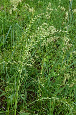 Lolium perenne \ Deutsches Weidelgras, Englisches Ray-Gras / Perennial Rye-Grass, D Erlenbach am Main 4.6.2016