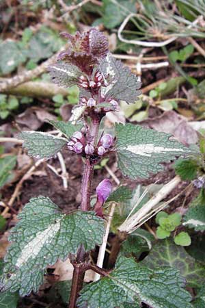 Lamium maculatum \ Gefleckte Taubnessel / Spotted Dead-Nettle, D Hockenheim 27.3.2015