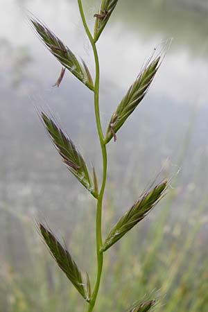 Lolium multiflorum \ Italienisches Weidelgras / Italian Rye-Grass, D Altlussheim 26.5.2015