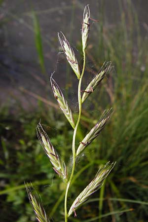 Lolium multiflorum \ Italienisches Weidelgras / Italian Rye-Grass, D Altlussheim 26.5.2015