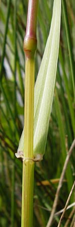Lolium multiflorum \ Italienisches Weidelgras / Italian Rye-Grass, D Altlussheim 26.5.2015