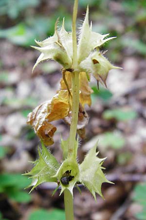 Lamium montanum \ Berg-Goldnessel / Mountain Yellow Archangel, D Me&szlig;stetten-Unterdigisheim (Schw&auml;b. Alb) 11.7.2015