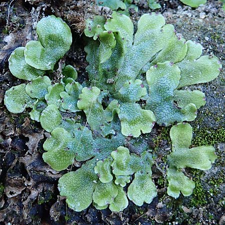 Preissia quadrata \ Prei&szlig;-Lebermoos / Narrow Mushroom-Headed Liverwort, D Sachsen, Rathen an der Elbe 2.11.2015