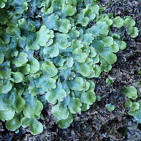 Preissia quadrata \ Prei&szlig;-Lebermoos / Narrow Mushroom-Headed Liverwort, D Sachsen, Rathen an der Elbe 2.11.2015
