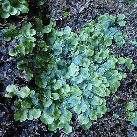 Preissia quadrata \ Prei&szlig;-Lebermoos / Narrow Mushroom-Headed Liverwort, D Sachsen, Rathen an der Elbe 2.11.2015