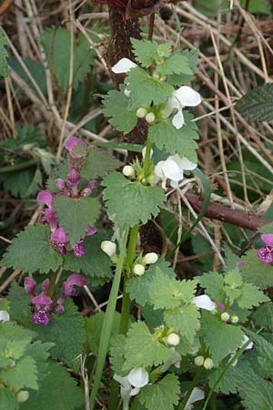 Lamium maculatum \ Gefleckte Taubnessel / Spotted Dead-Nettle, D Kraichgau, Malsch 8.4.2016