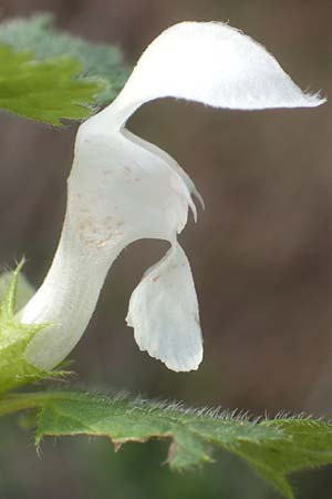 Lamium maculatum \ Gefleckte Taubnessel / Spotted Dead-Nettle, D Kraichgau, Malsch 8.4.2016