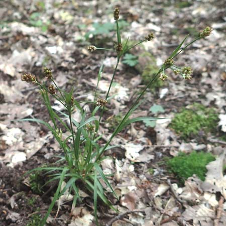 Luzula multiflora \ Vielbl�tige Hainsimse / Heath Wood-Rush, D &Ouml;stringen-Eichelberg 28.5.2016