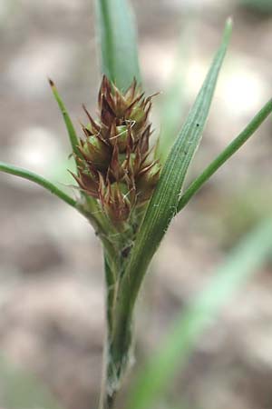 Luzula multiflora \ Vielbl�tige Hainsimse / Heath Wood-Rush, D &Ouml;stringen-Eichelberg 28.5.2016