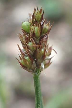 Luzula multiflora \ Vielbl�tige Hainsimse / Heath Wood-Rush, D &Ouml;stringen-Eichelberg 28.5.2016