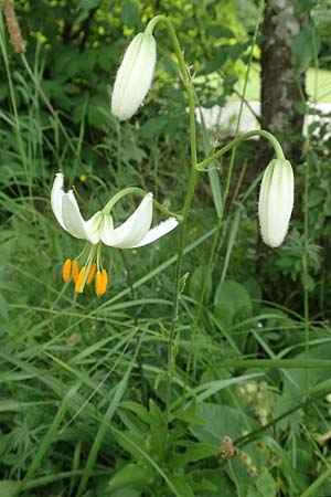 Lilium martagon \ T�rkenbund-Lilie / Turkscap Lily, D Botan. Gar.  Universit.  T&uuml;bingen 17.6.2017