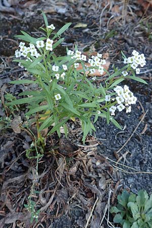 Lobularia maritima \ Strandkresse, Wei�es Steinkraut / Sweet Alison, D Mannheim 8.9.2018