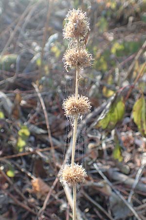 Leonurus marrubiastrum \ Andorn-L�wenschwanz, Katzenschwanz / Horehound Motherwort, Biennial Motherwort, D Mannheim 14.10.2018