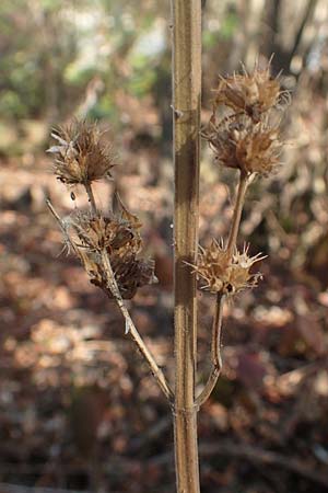 Leonurus marrubiastrum \ Andorn-L�wenschwanz, Katzenschwanz / Horehound Motherwort, Biennial Motherwort, D Mannheim 14.10.2018