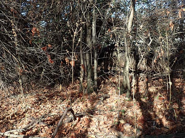 Leonurus marrubiastrum \ Andorn-L�wenschwanz, Katzenschwanz / Horehound Motherwort, Biennial Motherwort, D Mannheim 14.10.2018