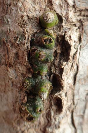 Viscum album subsp. album \ Laubholz-Mistel / Mistletoe, D Mannheim Rei&szlig;-Insel 5.2.2019