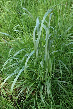 Lolium multiflorum \ Italienisches Weidelgras / Italian Rye-Grass, D Dietzenbach 19.5.2019
