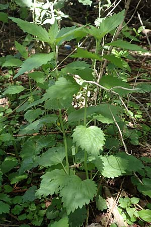 Leonurus marrubiastrum \ Andorn-L�wenschwanz, Katzenschwanz / Horehound Motherwort, Biennial Motherwort, D Mannheim 17.6.2019