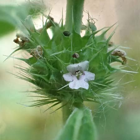 Leonurus marrubiastrum \ Andorn-L�wenschwanz, Katzenschwanz / Horehound Motherwort, Biennial Motherwort, D Mannheim 17.7.2019