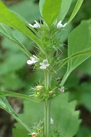 Leonurus marrubiastrum \ Andorn-L�wenschwanz, Katzenschwanz / Horehound Motherwort, Biennial Motherwort, D Mannheim 17.7.2019