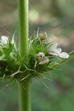 Leonurus marrubiastrum \ Andorn-L�wenschwanz, Katzenschwanz / Horehound Motherwort, Biennial Motherwort, D Mannheim 17.7.2019