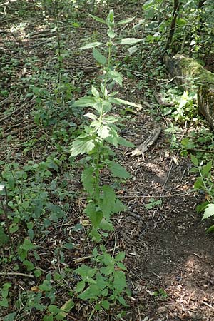 Leonurus marrubiastrum \ Andorn-L�wenschwanz, Katzenschwanz / Horehound Motherwort, Biennial Motherwort, D Mannheim 17.7.2019