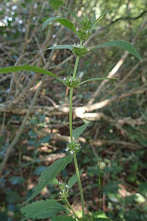 Leonurus marrubiastrum \ Andorn-L�wenschwanz, Katzenschwanz / Horehound Motherwort, Biennial Motherwort, D Mannheim 17.7.2019
