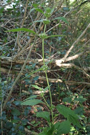 Leonurus marrubiastrum \ Andorn-L�wenschwanz, Katzenschwanz / Horehound Motherwort, Biennial Motherwort, D Mannheim 17.7.2019