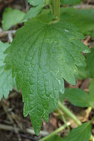 Leonurus marrubiastrum \ Andorn-L�wenschwanz, Katzenschwanz / Horehound Motherwort, Biennial Motherwort, D Mannheim 17.7.2019