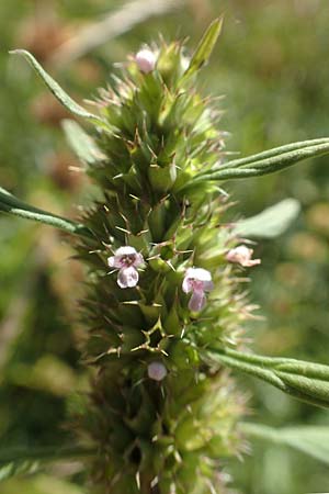 Leonurus marrubiastrum \ Andorn-L�wenschwanz, Katzenschwanz / Horehound Motherwort, Biennial Motherwort, D Sachsen-Anhalt, Havelberg 18.9.2020