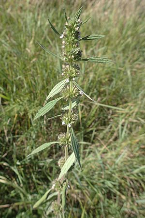 Leonurus marrubiastrum \ Andorn-L�wenschwanz, Katzenschwanz / Horehound Motherwort, Biennial Motherwort, D Sachsen-Anhalt, Havelberg 18.9.2020