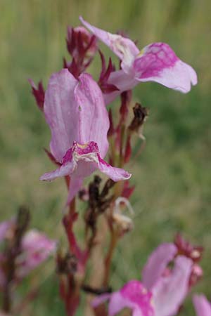 Linaria bipartita agg. \ Zweiteiliges Leinkraut / Cloven Lip Toadflax, D Weisenheim am Sand 26.8.2021