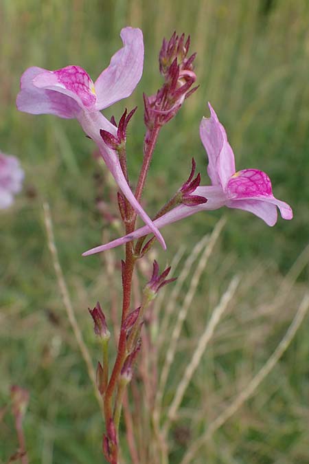 Linaria bipartita agg. \ Zweiteiliges Leinkraut / Cloven Lip Toadflax, D Weisenheim am Sand 26.8.2021