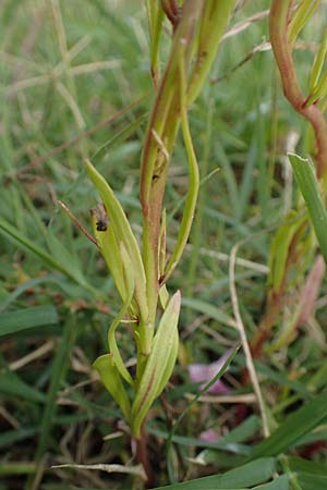 Linaria bipartita agg. \ Zweiteiliges Leinkraut / Cloven Lip Toadflax, D Weisenheim am Sand 26.8.2021
