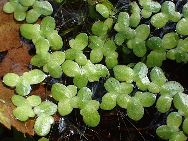 Lemna minor \ Kleine Wasserlinse / Common Duckweed, D Elmpt 6.9.2021