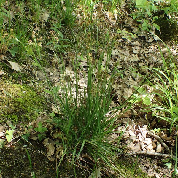 Luzula multiflora \ Vielbl�tige Hainsimse / Heath Wood-Rush, D Weinheim an der Bergstra&szlig;e 28.4.2022