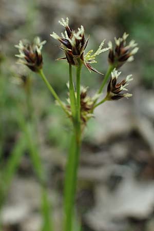 Luzula multiflora \ Vielbl�tige Hainsimse / Heath Wood-Rush, D Weinheim an der Bergstra&szlig;e 28.4.2022