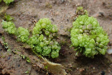 Sphaerocarpos spec1 ? \ Kugelfrucht-Lebermoos, Flaschen-Lebermoos / Balloonwort, D Hainstadt 8.4.2023