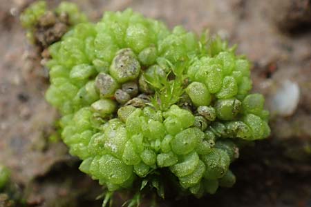 Sphaerocarpos spec1 ? \ Kugelfrucht-Lebermoos, Flaschen-Lebermoos / Balloonwort, D Hainstadt 8.4.2023