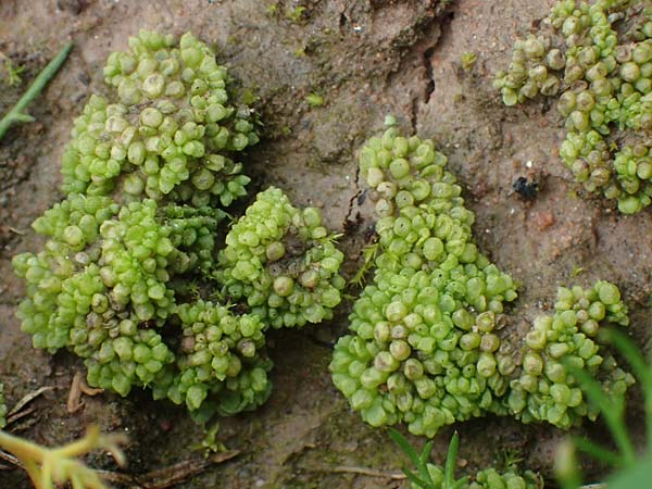 Sphaerocarpos spec1 ? \ Kugelfrucht-Lebermoos, Flaschen-Lebermoos / Balloonwort, D Hainstadt 8.4.2023