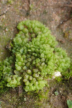 Sphaerocarpos spec1 ? \ Kugelfrucht-Lebermoos, Flaschen-Lebermoos / Balloonwort, D Hainstadt 8.4.2023