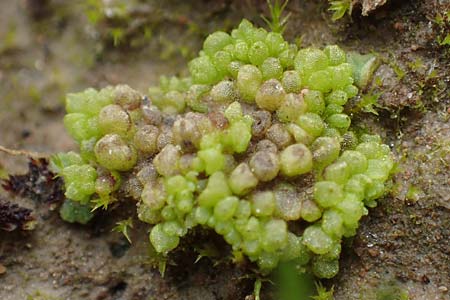 Sphaerocarpos spec1 ? \ Kugelfrucht-Lebermoos, Flaschen-Lebermoos / Balloonwort, D Hainstadt 8.4.2023