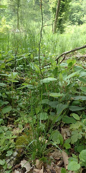 Luzula multiflora \ Vielbl�tige Hainsimse / Heath Wood-Rush, D H&ouml;pfingen 20.5.2023