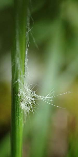 Luzula multiflora \ Vielbl�tige Hainsimse / Heath Wood-Rush, D H&ouml;pfingen 20.5.2023