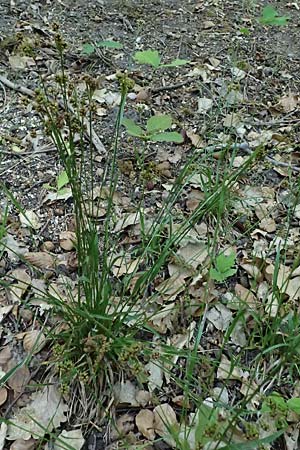 Luzula multiflora \ Vielbl�tige Hainsimse / Heath Wood-Rush, D Neustadt an der Weinstra&szlig;e 1.5.2025