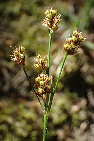 Luzula multiflora \ Vielbl�tige Hainsimse / Heath Wood-Rush, D Neustadt an der Weinstra&szlig;e 1.5.2025