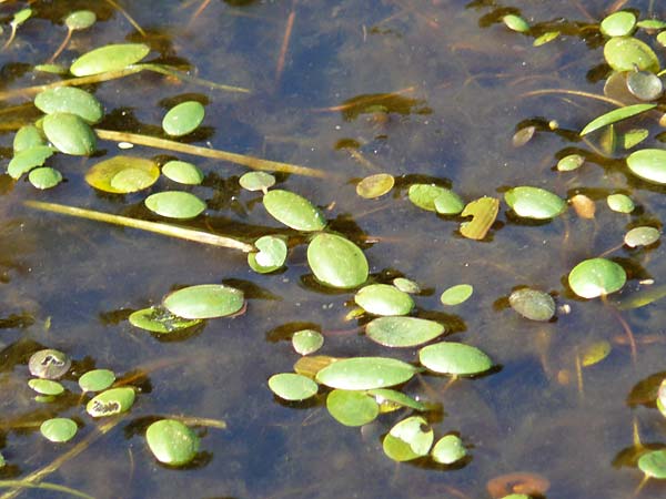 Luronium natans \ Froschkraut, Schwimml�ffel / Floating Water-Plantain, D Dorsten 14.6.2018