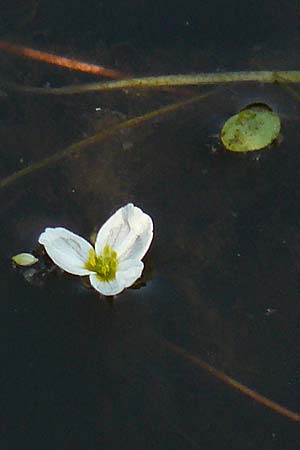 Luronium natans \ Froschkraut, Schwimml�ffel / Floating Water-Plantain, D Dorsten 14.6.2018